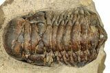 Bargain, Crotalocephalina Trilobite - Foum Zguid, Morocco #250070-3